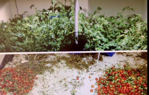 Case Study - LightRail Tomato Project - Yield Comparison
