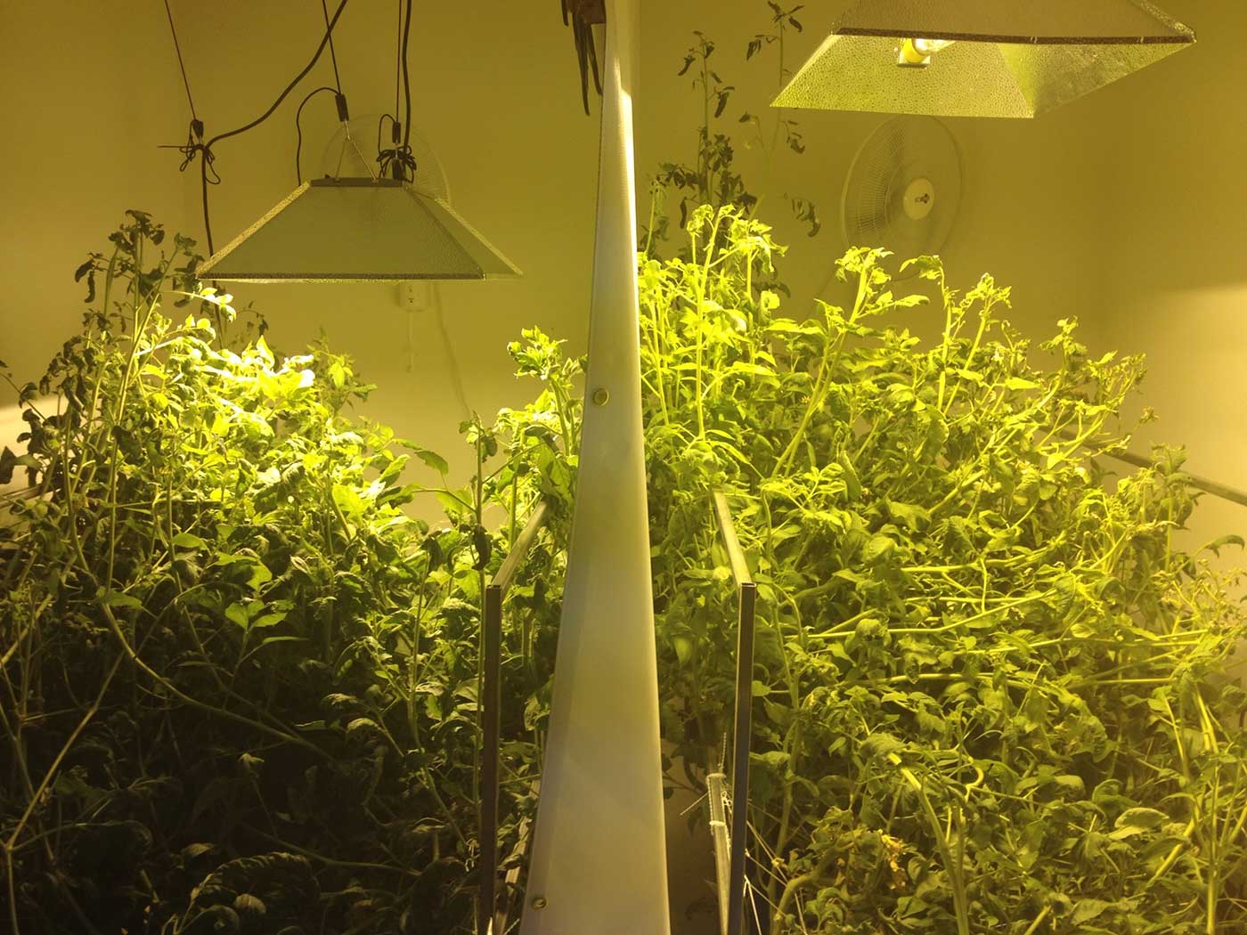 Compare plant growth side by side with fixed light and movable light