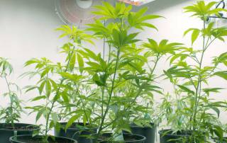 Marijuana grow equipment with LightRail light movers in the grow light setup