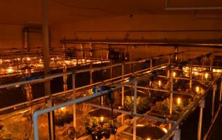 Light movers take the heat off the plants directly and they take some of the heat out of the grow room with fewer grow lamps needed. The benefits of light movers include getting the heat off.