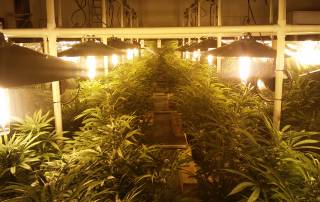 Basement grow room tips for our indoor grow setup includes noise abatement with insulation