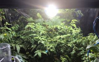 Indoor gardening needs good quality grow lamp coverage and LightRail light movers is the best way to maximize our indoor grow lights.