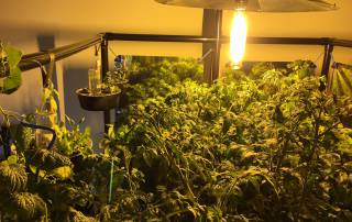 Light penetration with light movers makes all the difference