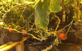 Light movers in urban farms give us a closer, more effective indoor plant light