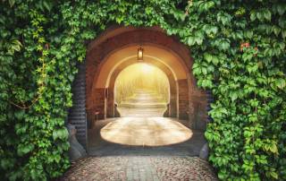 Indoor growing with light movers give us faster growth and better yields.