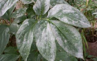 Indoor plant light as UV grow light movers combat powdery mildew