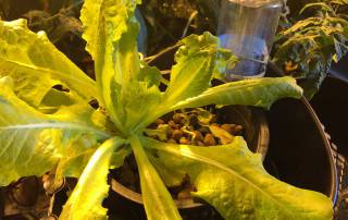The indoor greenhouse with grow lights on light movers is a smart urban ag idea.