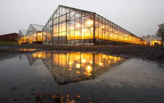 Winter Greenhouse Lights