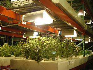 LightRail 5.0 crossbar configuration is adjustable in length and it can be turned to be in-line with the grow light mover rail.