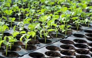 Starter Plants for home growing use